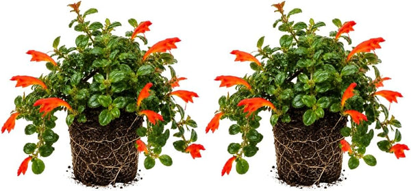 2 Packs Goldfish Plant Live Indoor Houseplant | Tropical Foliage Plant | 4-6 Inch Well Rooted Starter
