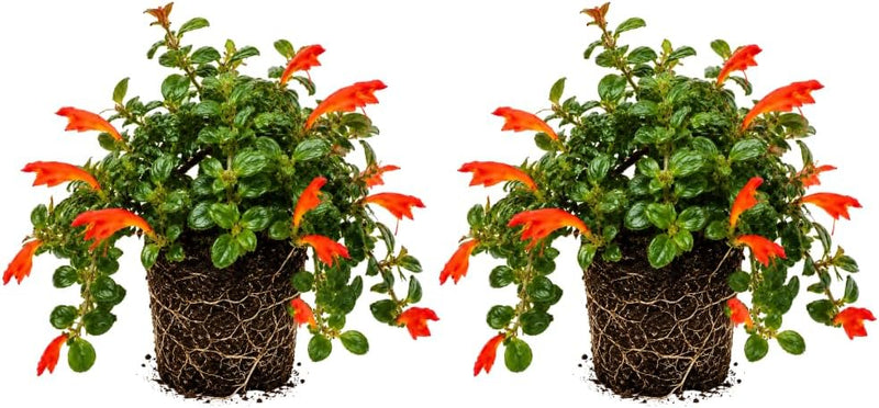 2 Packs Goldfish Plant Live Indoor Houseplant | Tropical Foliage Plant | 4-6 Inch Well Rooted Starter