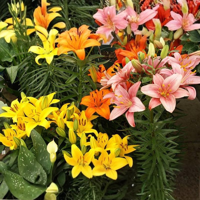 Yellow Asiatic Lily Bulbs, Set 8 Lilly Bulbs for Planting Outdoors, Well-Rooted Plant Starters, Vibrant Yellow Bloom Starters for Home Landscapes and Pots
