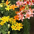 Yellow Asiatic Lily Bulbs, Set 8 Lilly Bulbs for Planting Outdoors, Well-Rooted Plant Starters, Vibrant Yellow Bloom Starters for Home Landscapes and Pots