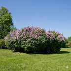 2 Miss Kim Lilac Trees Ready to Plant, Quart Pot Korean Lilac Bush, Fragrant Flowering Shrubs for Garden Landscaping