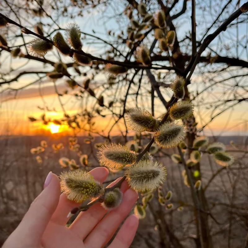 3 Pussy Willow Plant Live, French Pussy Willows for Garden Growing, 12-24 Inch Tall Dormant Trees, Suitable for Yard Planting and Decorative Use