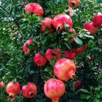 Pomegranate Plant Live in 4 Inch Pot | Salavatski Pomegranate Tree for Planting | Fruit-Bearing Live Pomegranate Plants for Garden, Backyard Orchard & Patio Containers