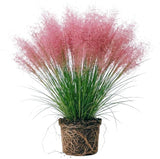 Pink Muhly Grass Plant, 4-Inch Tall, Drought Tolerant, Fast Growing, Tall Ornamental Grasses Live Plants Perennial, Full Sun Plants for Outside
