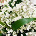 2 Baby's Breath Plants Live, Gypsophila Paniculata Starter, 3-4" Tall, High-Energy Plant for Mass Plantings and Rock Gardens