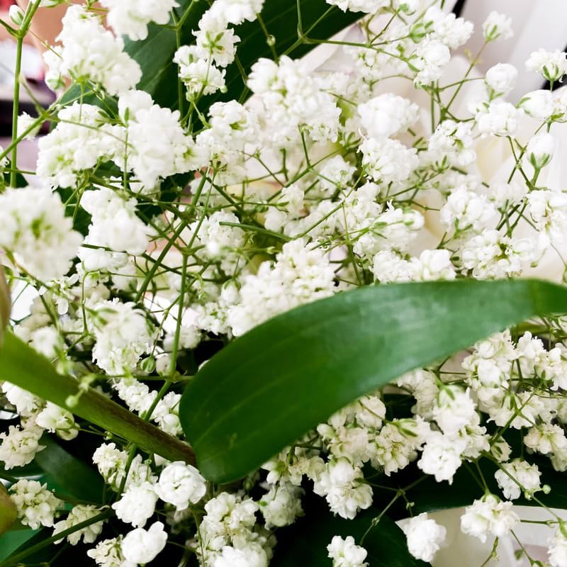2 Baby's Breath Plants Live, Gypsophila Paniculata Starter, 3-4" Tall, High-Energy Plant for Mass Plantings and Rock Gardens