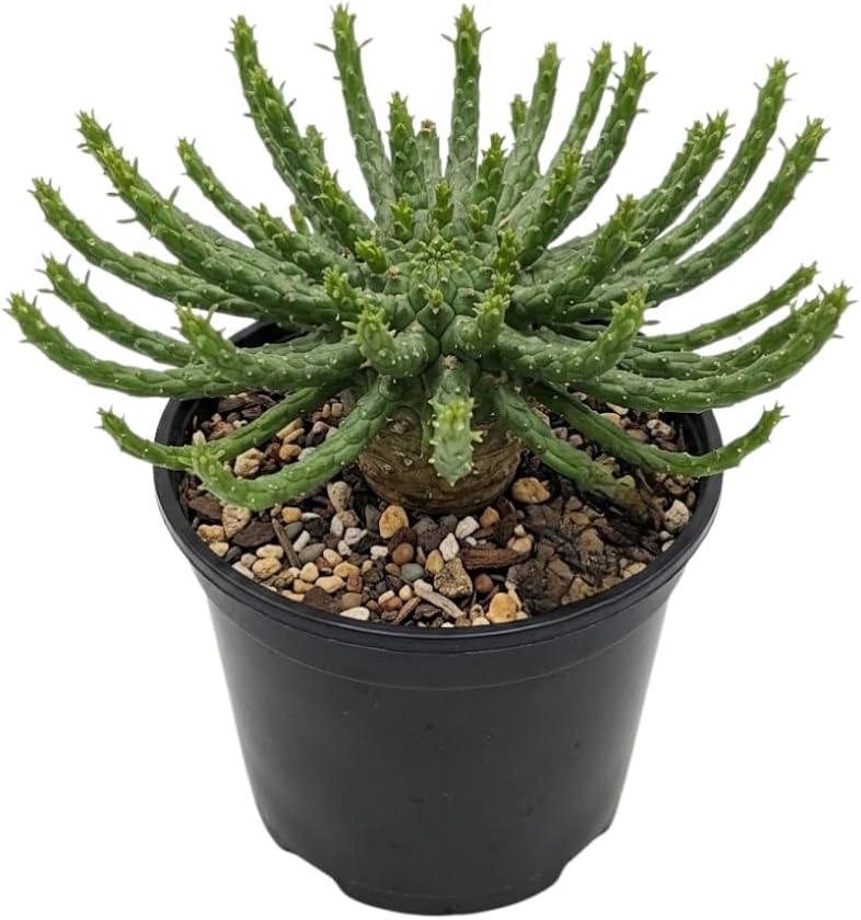 Euphorbia Flanaganii Plant, Medusa's Head Succulent, 6" Pot, Robust Euphorbia with Twisting Stems, Stunning Succulent for Home Decor