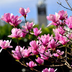 Ann Magnolia Tree Live Plant, 12-18" Potted Plant in 2.5" Pot, Cold-Hardy Early Spring Blooming Tree for Backyard and Garden Rows