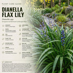 Flax Lily Plants, 4-6 Inch Tall, Grow Robust, Easy to Care Ornamental Foliage for Patio Landscapes