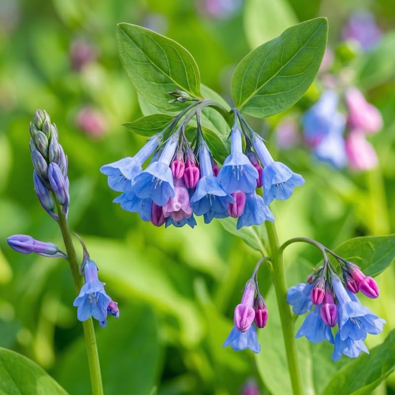 5 Virginia Bluebells Plants Roots, Easy to Grow Mertensia Virginica, Low Maintenance Bell-Shaped Blue Flowers for Shaded Landscaping