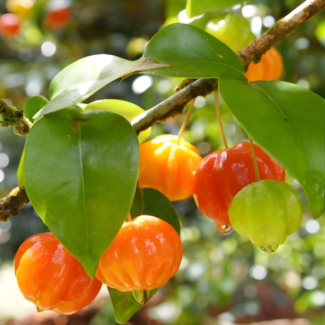 Surinam Cherry Tree Live Plant | 2.5–3 Ft Cherry Tree | Small Tropical Fruit Tree for Home Gardens & Outdoor Growing | No Ship to CA,HI,AK