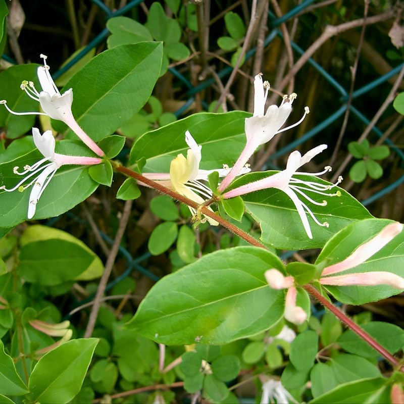 Set of 2 Honeysuckle Plant Live | 6–12 Inch Tall Flowering Shrubs | Fragrant Blooms for Outdoor Planting, Landscaping & Garden Borders