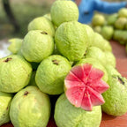 Guava Tree Live Plant 3 Ft Tall | Ruby Guava Tree with Fragrant Blooms & Pink Fruit, Versatile Guava Plants Live for Planting