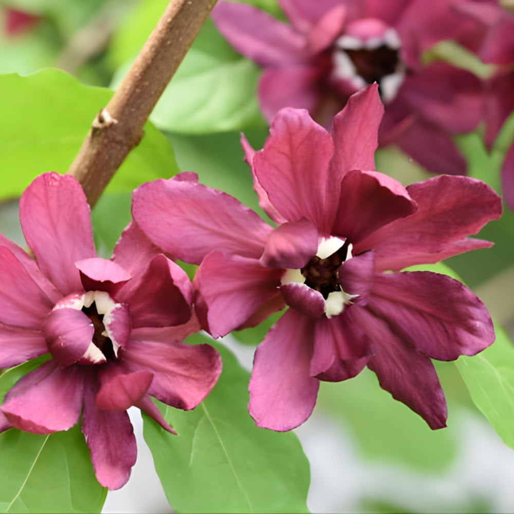 2 Sweet Shrub Live Plant, Calycanthus Floridus, 4 Inch Pot, 12-18 Inch Tall, Low Maintenance Shrub with Maroon Blooms