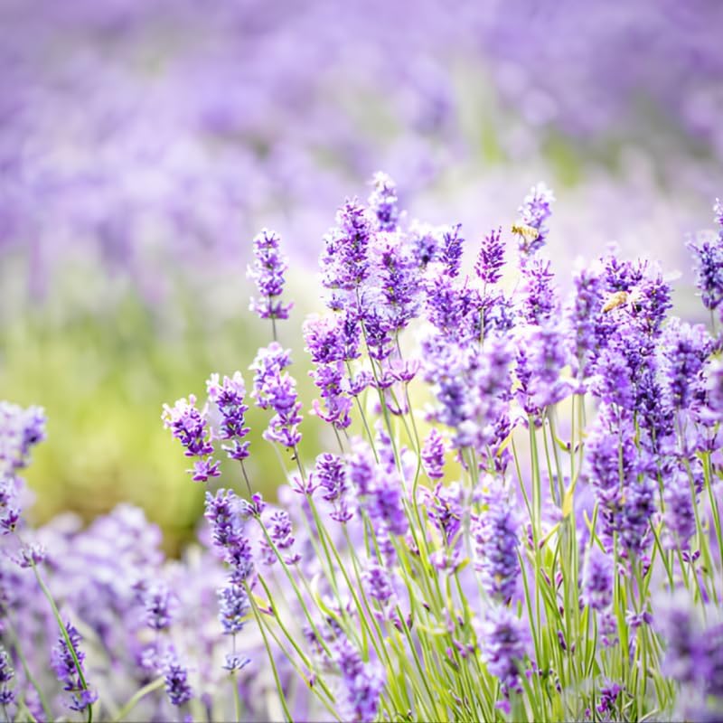 2 English Lavender Live Plant, 3 Inch Pot, Potted Lavandula Angustifolia, Fragrant Purple Flowering Shrub for Garden and Patio