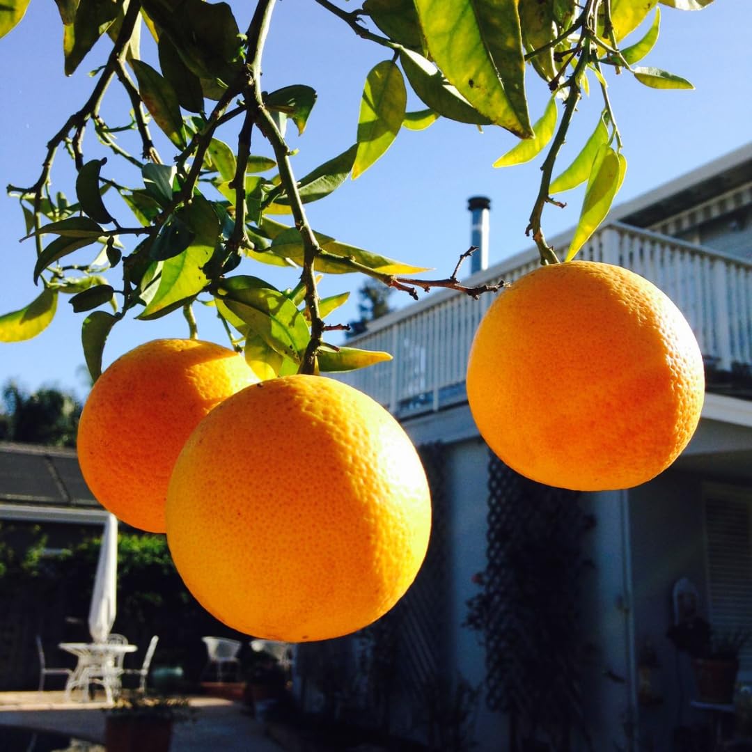 (No Ship to CA,HI,AK) Kishu Mandarin Oranges Tree Live Plant | 1 Gallon Live Potted Citrus Tree | Sweet Juicy Fruit for Cooking Juicing & Home Gardening
