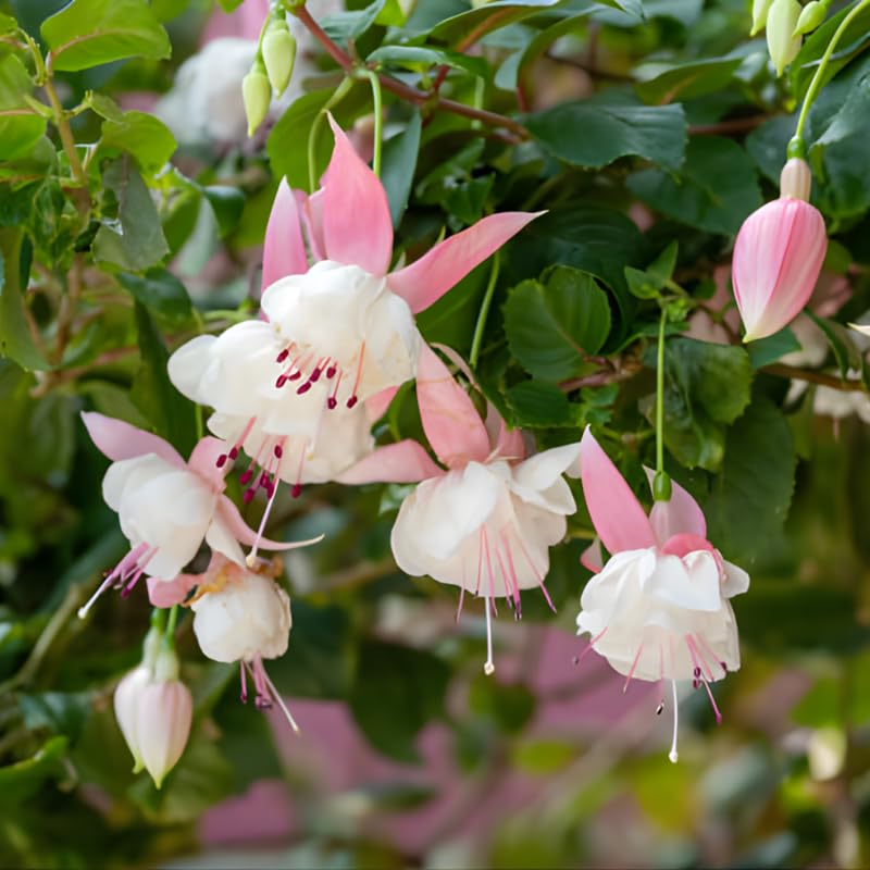 Fuchsia Plants Live, Gold and Red Foliage, 6-12 Inch Tall, Autumnale Variety, Trailing Flowering Plant, Ideal for Hanging Baskets