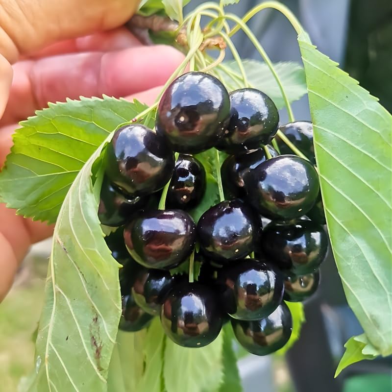 2 Black Cherry Trees Live Plant| Fruit Tree 2–3 Ft Tall | Outdoor Sweet Cherry Fruit Tree for Garden, Yard & Open Spaces