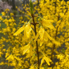 2 Lynwood Gold Forsythia Live Shrubs | Lynwood Gold Forsythia Bush Plants | 1–2 Feet Tall Dormant Bare Root Plants | Great for Garden Borders and Landscape Design