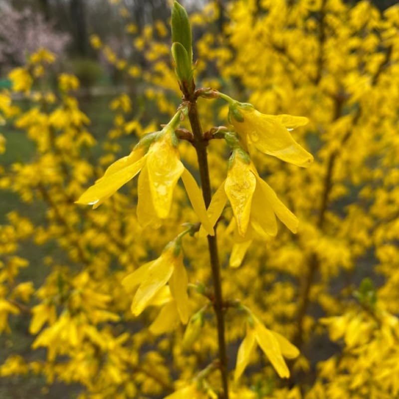 2 Lynwood Gold Forsythia Live Shrubs | Lynwood Gold Forsythia Bush Plants | 1–2 Feet Tall Dormant Bare Root Plants | Great for Garden Borders and Landscape Design
