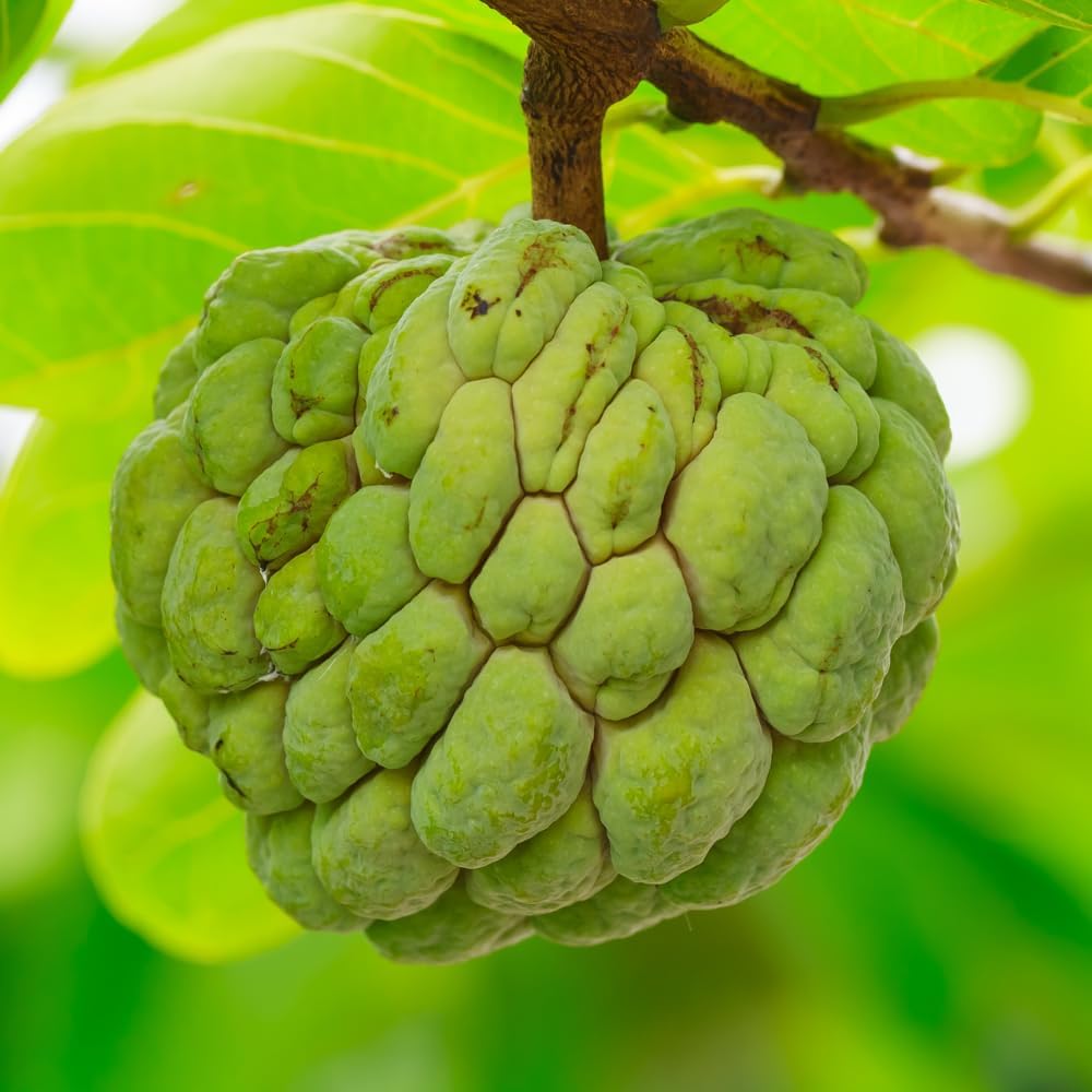 Green Sugar Apple Tree Live Plant | 30-36 Inches Tall | Easy to Grow Tropical Custard Apple Fruit Tree for Indoor and Outdoor | Live Plant Only | No Ship to CA,HI,AK