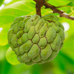 Green Sugar Apple Tree Live Plant | Tropical Custard Apple Fruit Plant | 30-36 Inches Tall | Hardy, Cold Climate Ready | No Ship to CA,HI,AK