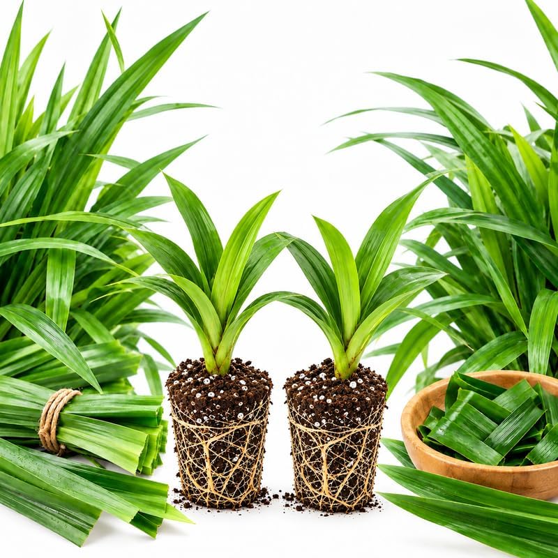 2 Pandan Plant Live 3-6 Inch Tall, Fragrant Pandanus Amaryllifolius