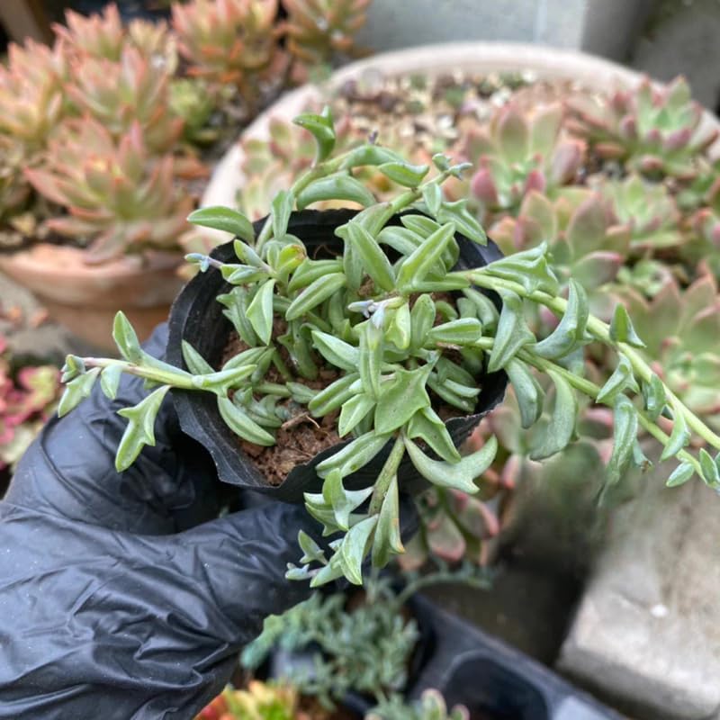 String of Dolphins Live Plant in 4'' Inch Pot | Trailing Succulent for Hanging Displays | String of Dolphins Plant Live for Home & Office