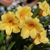 25 Stella de Oro Daylily Plants Live Bare Root Fans, Low Maintenance, Hardy Perennial Flowers, Ideal for Border Gardens, Beds & Outdoor Landscaping