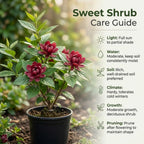 Sweet Shrub Live Plant, 12-18 Inch Tall in 4" Pot, Calycanthus Floridus Fragrant Flowering Shrub, Vigorous Growth Habit Plant