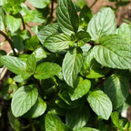 Chocolate Mint Plants Live, Mint Plants for Inside and Home Décor, 3-Inch Potted Fresh Herb for Indoor Outdoor Growing