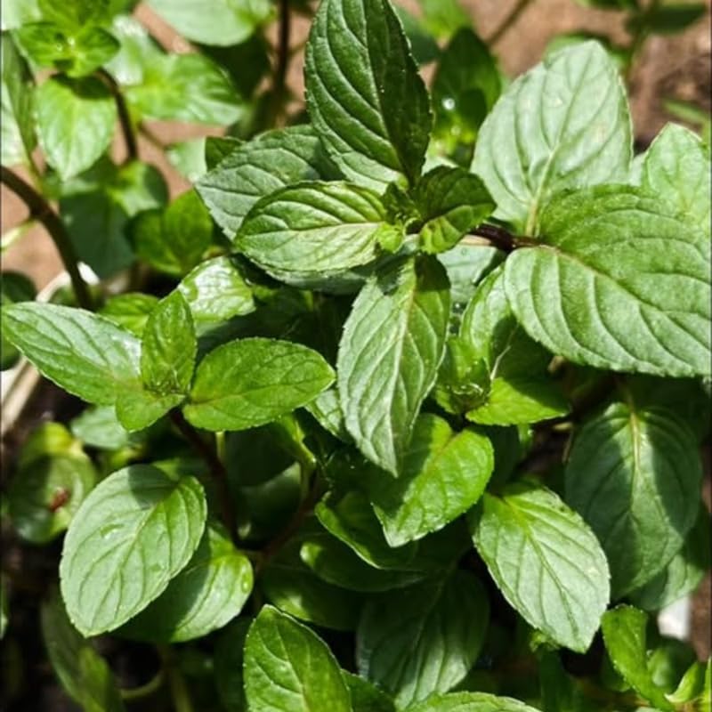 Peppermint Plants Live, Mint Plants for Inside and Home Décor, 3-Inch Potted Fresh Herb for Indoor Outdoor Growing