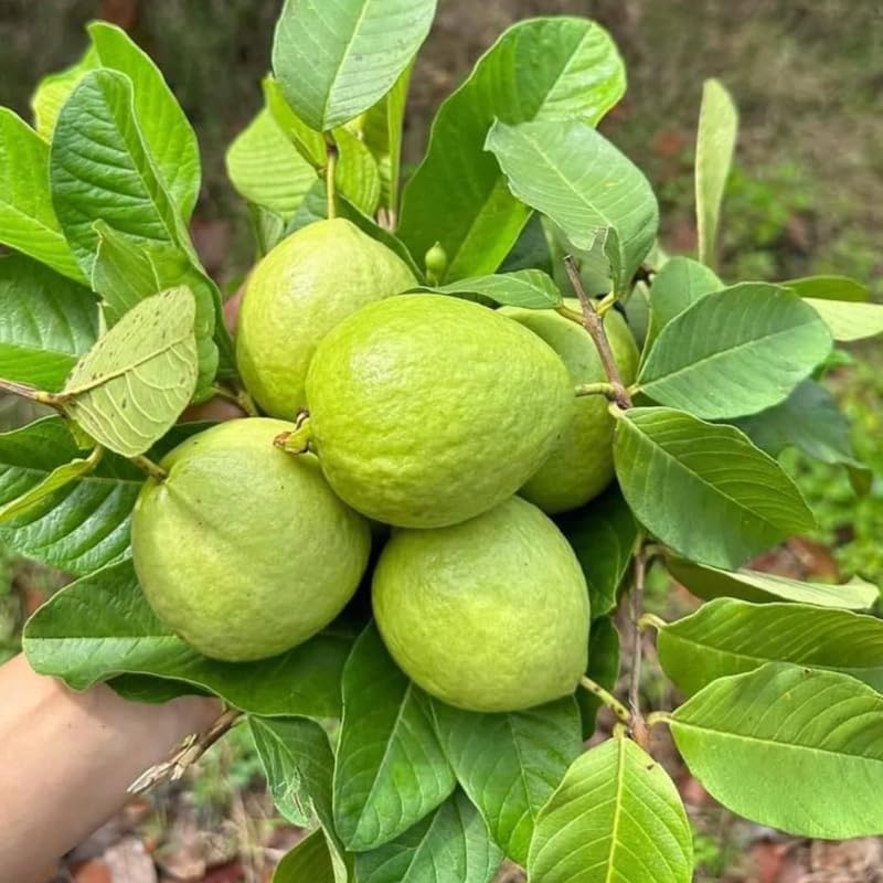 Guava Tree Live Plant 3 Ft Tall | Ruby Guava Tree with Fragrant Blooms & Pink Fruit, Versatile Guava Plants Live for Planting