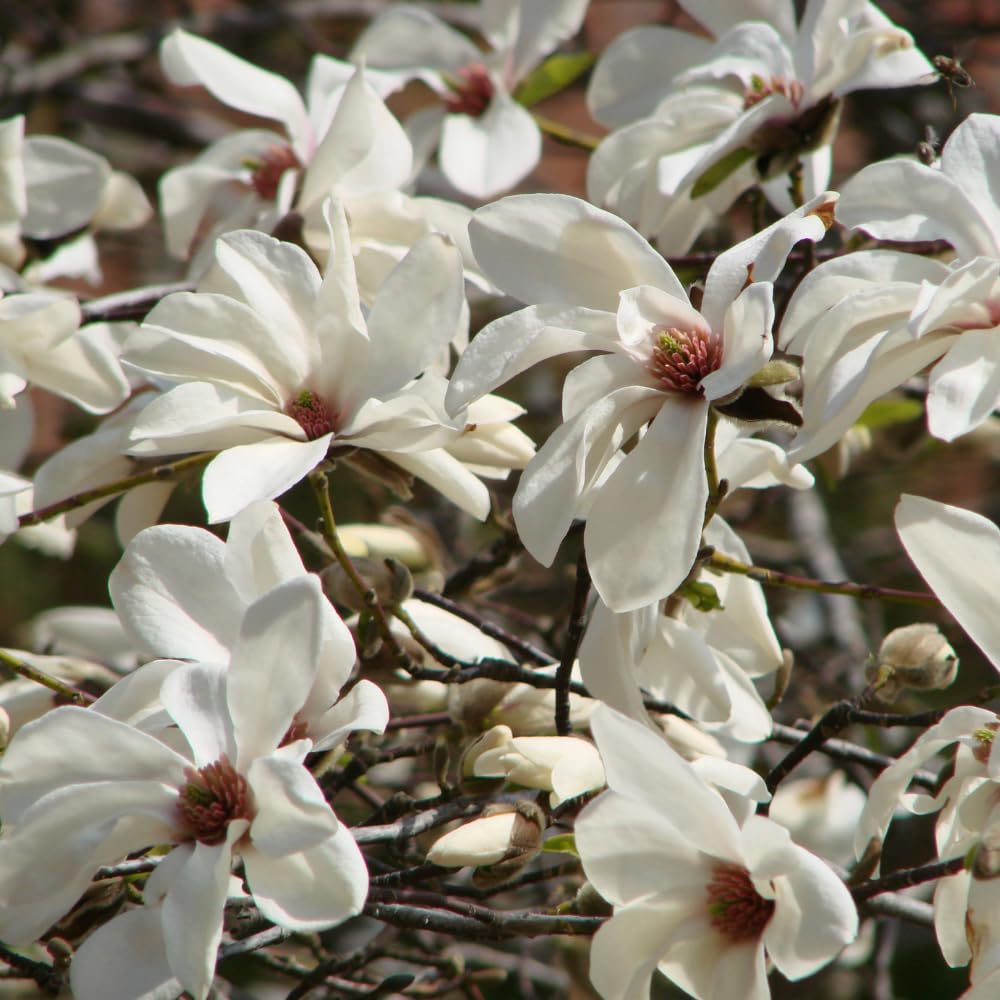 2 Ann Magnolia Tree, 12-18 Inch Tall in 2.5 Inch Pot, Vigorous Spring Bloomer for Sunny Backyard Landscapes, Fragrant Flower Tree