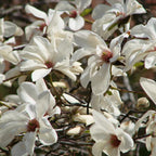 2 Ann Magnolia Tree, 12-18 Inch Tall in 2.5 Inch Pot, Vigorous Spring Bloomer for Sunny Backyard Landscapes, Fragrant Flower Tree