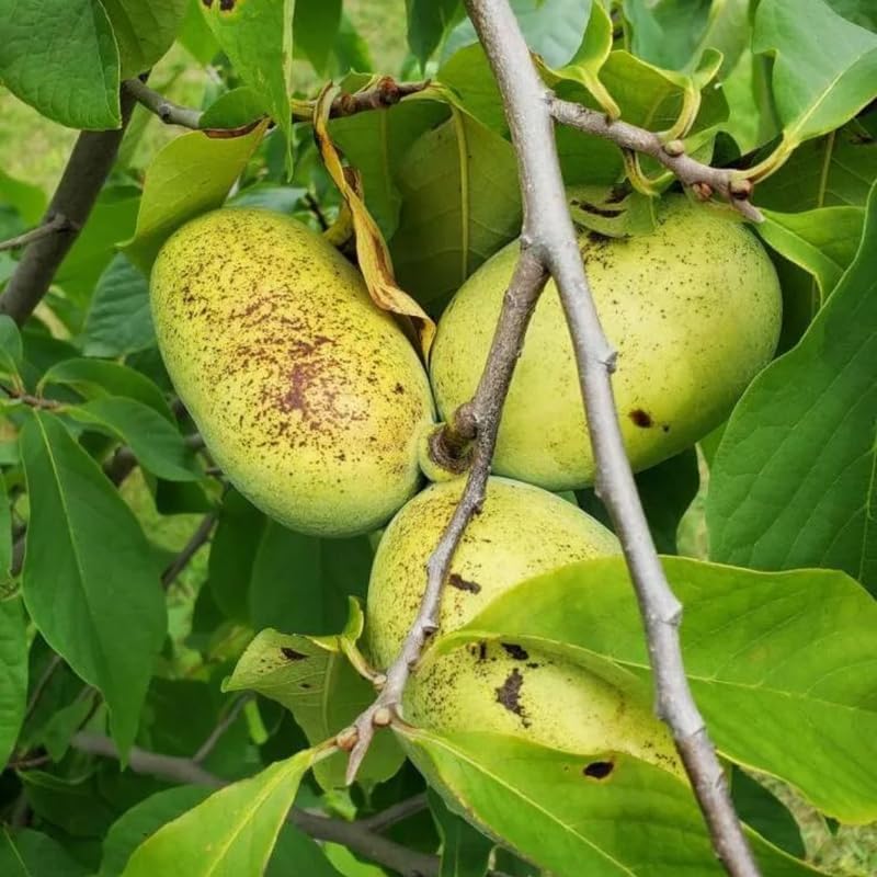 Pawpaw Tree Live Plant for Planting in Quart Pot, 12 to 18 Inch Tall, Easy Care Tropical-Style Fruit Plant for Sunny Outdoor Spots