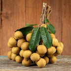 Longan Kohala Live Plant | Sweet Fruit Tree | Large Plant 30-36 Inches Tall | Well Rooted | Easy to Grow | No Ship to CA,HI,AK