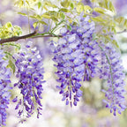 2 Purple Wisteria Live Plant 6–12 Inch | Stunning Cascading Purple Blooms | Fast-Growing Fragrant Flowering Vine | Perfect for Home Décor & Garden Entrances