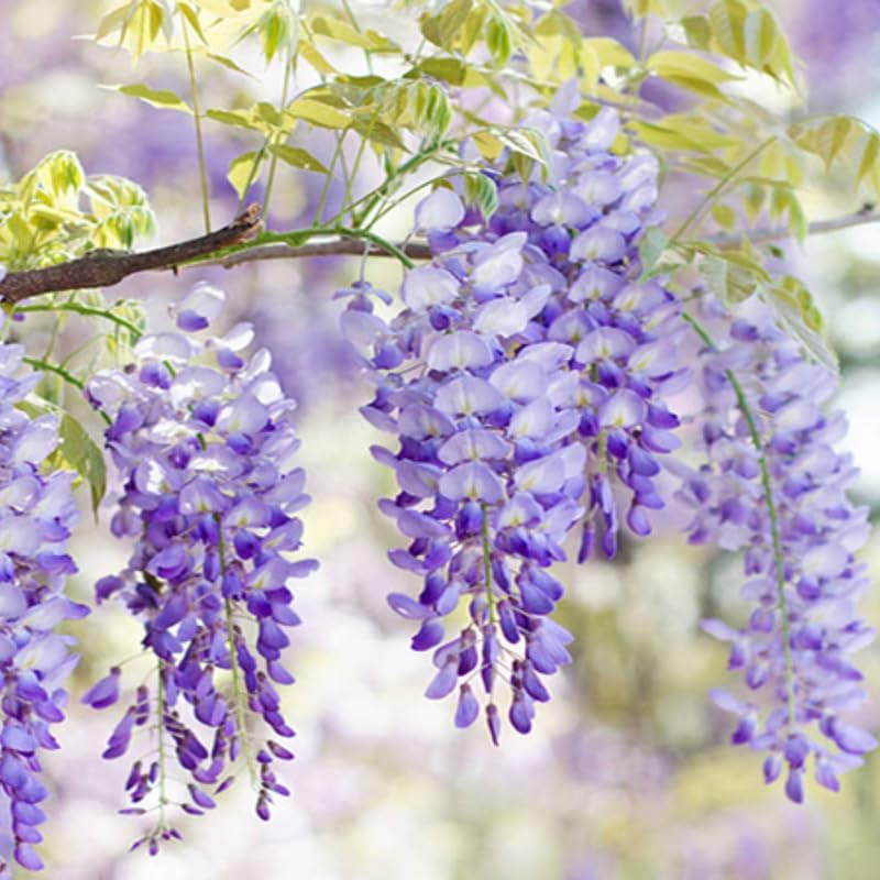 2 Purple Wisteria Live Plant 6–12 Inch | Stunning Cascading Purple Blooms | Fast-Growing Fragrant Flowering Vine | Perfect for Home Décor & Garden Entrances