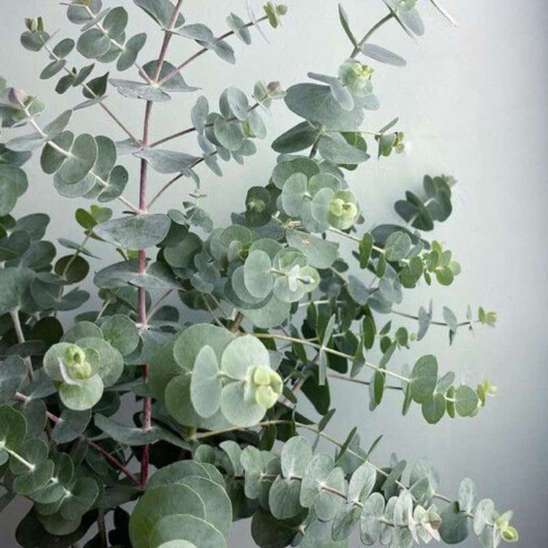 Live Silver Dollar Eucalyptus Plant, 6" Bare Root Starter Plant, Eucalyptus Cinerea Fast Growing Shrub, Well-Rooted Seedlings for Floral Arrangements and Décor