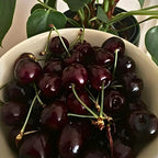 2 Black Cherry Tree Live Plants | Fruit Tree 6–12 Inches Tall | Suitable for Outdoor Garden, Backyard Planting & Landscape Use