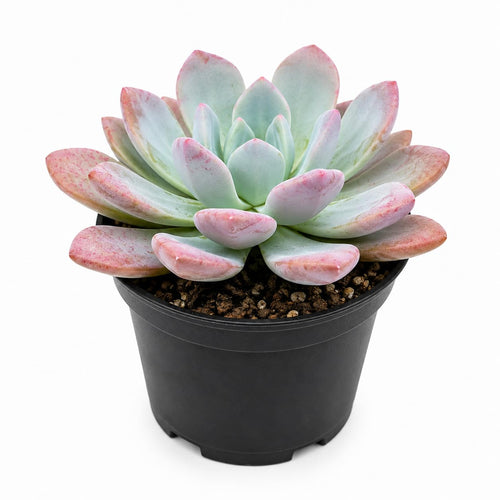 Agavoides Echeveria Succulent Live Plant, 4 Inch Pot, Colorful Succulent Live, Well Rooted, Easy Care Houseplant, for Home, Office, Indoor & Outdoor Décor