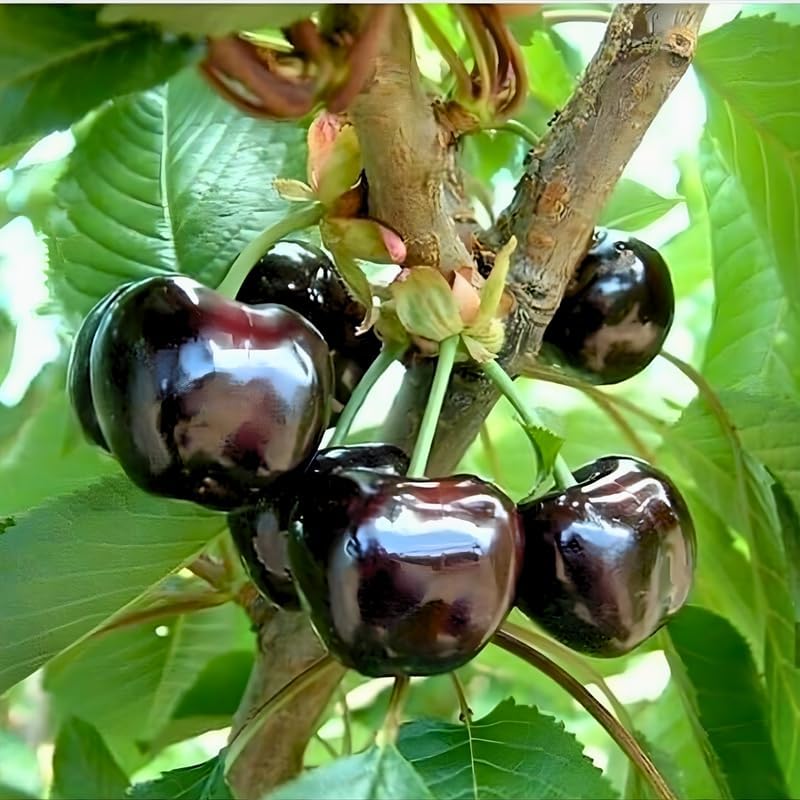 2 Live Black Cherry Tree for Planting 6–12 Inches Tall | Sweet Cherry Plant Live for Outdoor Garden Planting, Backyard Use & Landscape Design