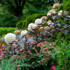 5 Live Ninebark Shrub Plant, 12-24" Tall Bare Root, Easy to Grow, Resilient Flowering Foliage for Garden Rows and Landscapes