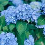 Nikko Blue Hydrangea Live Plants for Planting, 6-12 Inch Tall in 2.5" Pot, Blue Mophead Bloom, Flowering Shrub for Garden and Patio
