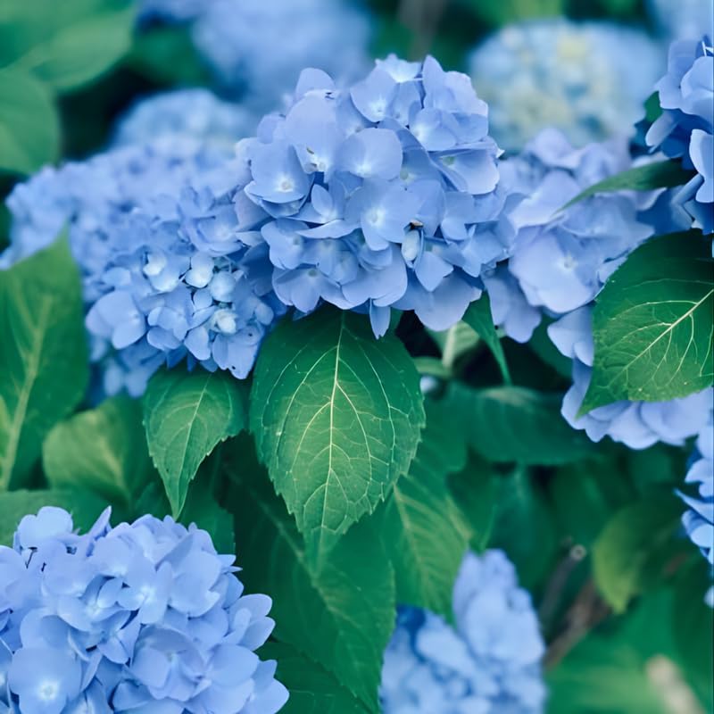 Nikko Blue Hydrangea Live Plants for Planting, 6-12 Inch Tall in 2.5" Pot, Blue Mophead Bloom, Flowering Shrub for Garden and Patio