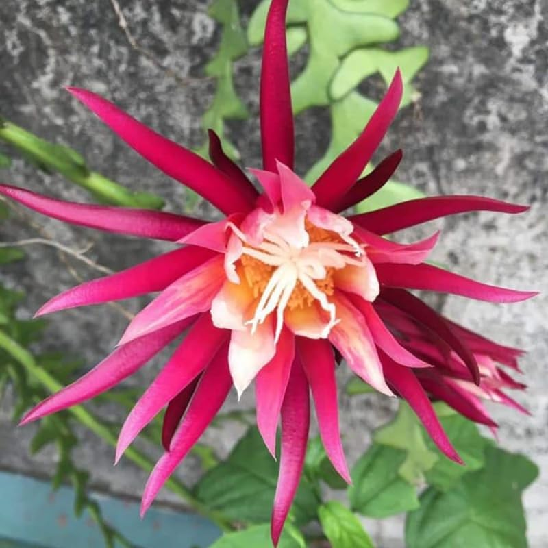 Fishbone Cactus Live Plant in 3" Inch Pot | Eye-Catching RIC Rac Foliage | Beginner-Friendly Indoor Houseplant for Modern Home and Office Décor