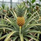 Pineapple Live Plant, 6 Inch Pot, Sturdy Low Maintenance Edible Bromeliad for Home Gardens, Grow Sweet Exotic Fruits & Striking Spiky Foliage