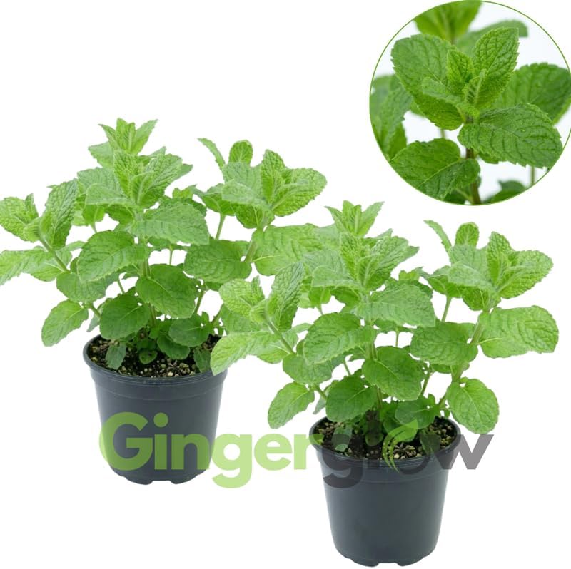 2 Chocolate Mint Plant, 3" Pot, Fresh Herb Plants Live, Mint Plants for Inside Windowsills or Outdoor Garden Beds