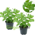 2 Spearmint Plant, 3" Pot, Fresh Herb Plants Live, Mint Plants for Inside Windowsills or Outdoor Garden Beds